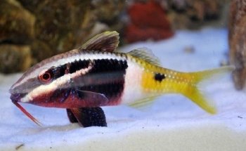 W2R Window to the Reef