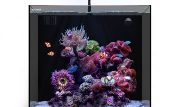 W2R Window to the Reef