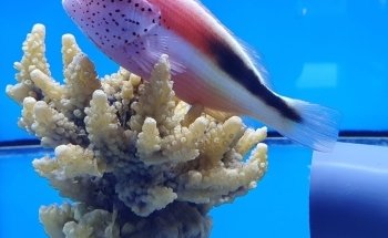 W2R Window to the Reef