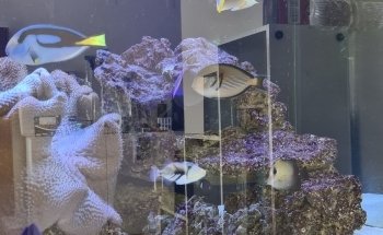 W2R Window to the Reef