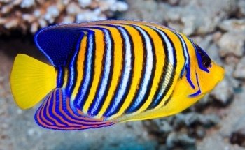 W2R Window to the Reef