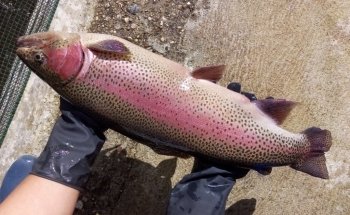 Truticultura do Bestança - Viveiro de Trutas em Cinfães