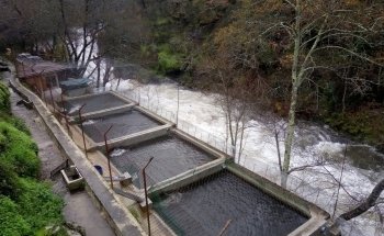 Truticultura do Bestança - Viveiro de Trutas em Cinfães