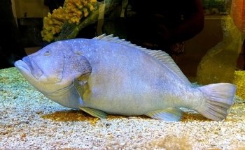 SEA LIFE Helsinki