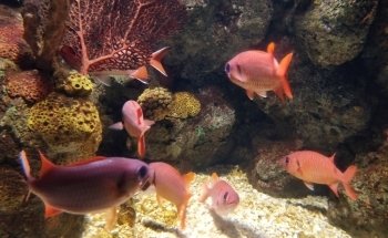 SEA LIFE Helsinki