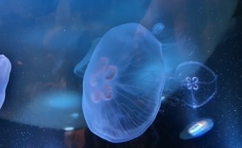 SEA LIFE Helsinki