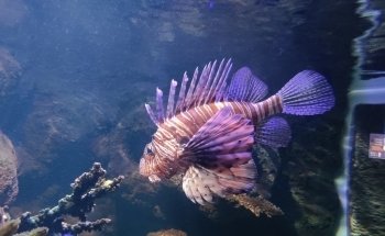 SEA LIFE Helsinki
