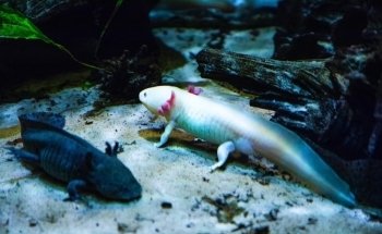 Särkänniemi Aquarium