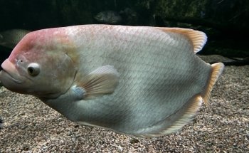 Särkänniemi Aquarium