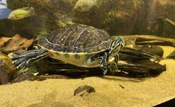 Särkänniemi Aquarium