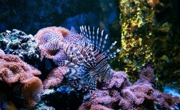 Särkänniemi Aquarium