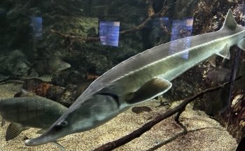 Särkänniemi Aquarium