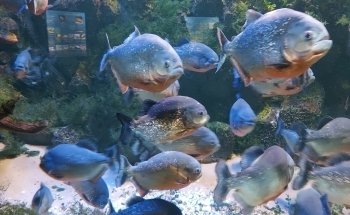Särkänniemi Aquarium
