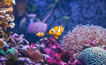 Särkänniemi Aquarium
