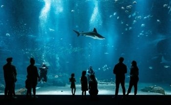 Nausicaá National Sea Centre