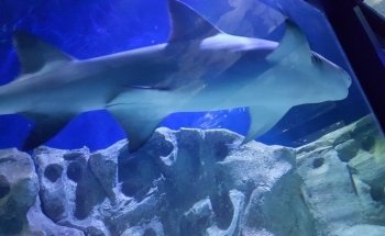 Seaquarium Institut Marin