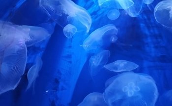 Seaquarium Institut Marin