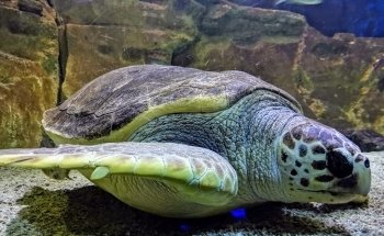 Seaquarium Institut Marin