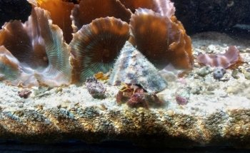 Marineland Croc Park