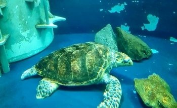 Grand Aquarium Saint Malo