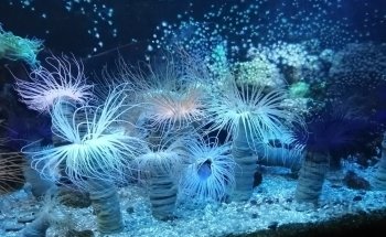 Grand Aquarium Saint Malo