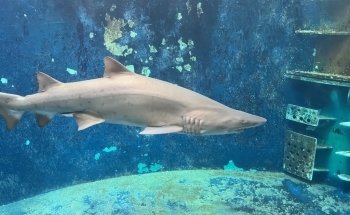 Grand Aquarium Saint Malo