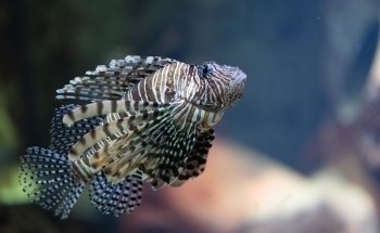 Grand Aquarium Saint Malo