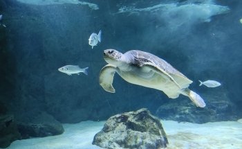 Biarritz Aquarium