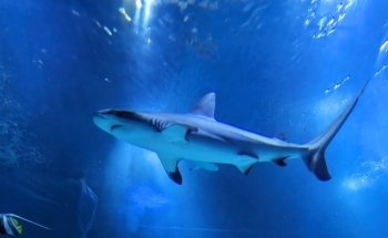 Biarritz Aquarium
