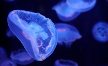Aquarium of Paris