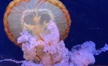 Aquarium de Paris