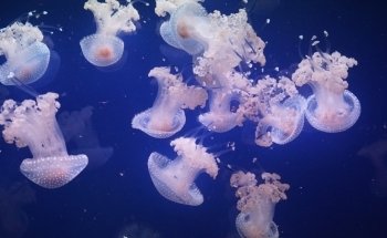 Aquarium de Paris