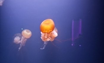 Aquarium de Paris