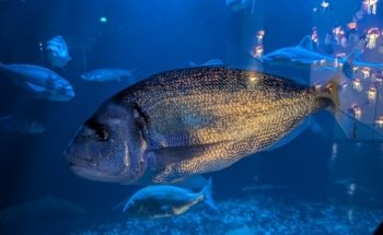 Aquarium de Paris