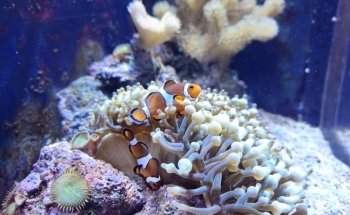 Planet Ocean World