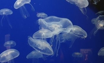 Planet Ocean World