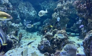 Planet Ocean World
