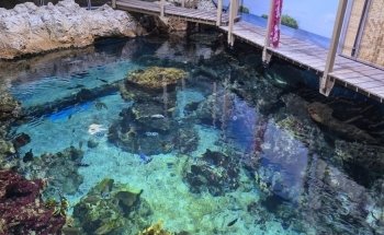 Planet Ocean World