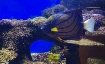 Oniria - Aquarium Canet-en-Roussillon