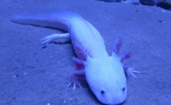 Oniria - Aquarium Canet-en-Roussillon