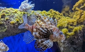 Oniria - Aquarium Canet-en-Roussillon