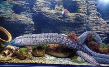 Oniria - Aquarium Canet-en-Roussillon