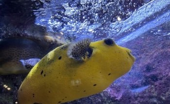 Oniria - Aquarium Canet-en-Roussillon