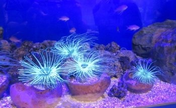 Oniria - Aquarium Canet-en-Roussillon