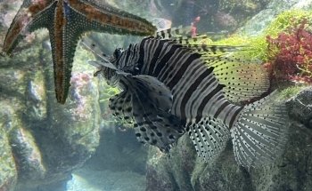 La Rochelle Aquarium