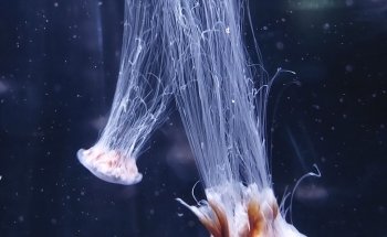 La Rochelle Aquarium