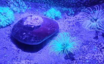 La Rochelle Aquarium