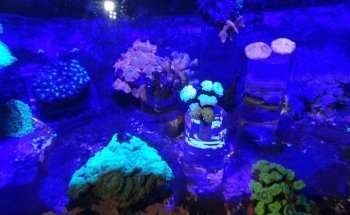 La Rochelle Aquarium