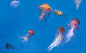 La Rochelle Aquarium