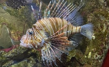 Grand Aquarium de Touraine